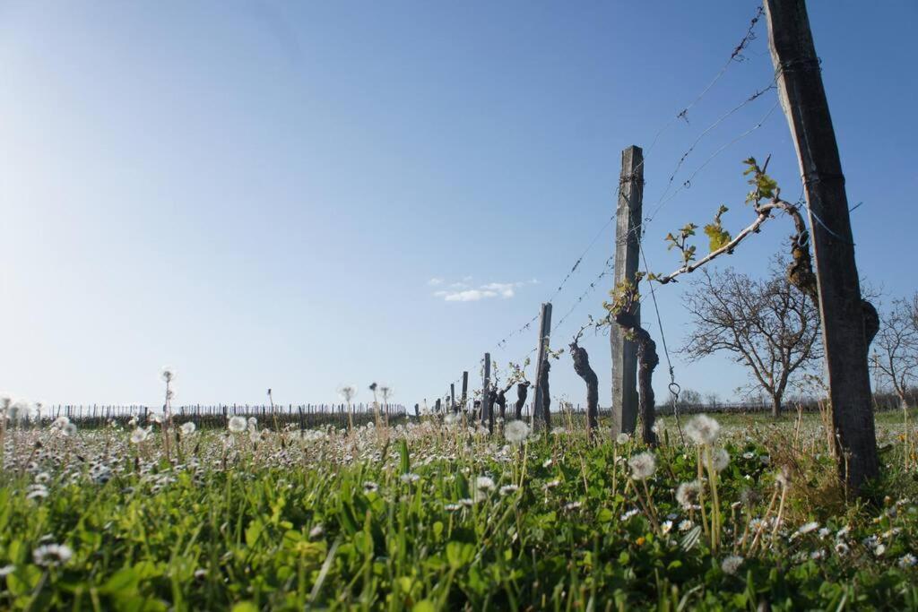 Entre Pierre Et Vigne - Charming Former Winery Farmhouse With Hot Tub & Swimming Pool Monestier  ภายนอก รูปภาพ